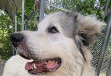 Pet of the Week: Everybody needs an Uncle Phil