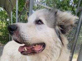 Pet of the Week: Everybody needs an Uncle Phil