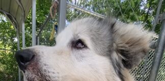 Pet of the Week: Everybody needs an Uncle Phil