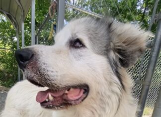 Pet of the Week: Everybody needs an Uncle Phil