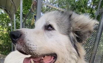 Pet of the Week: Everybody needs an Uncle Phil