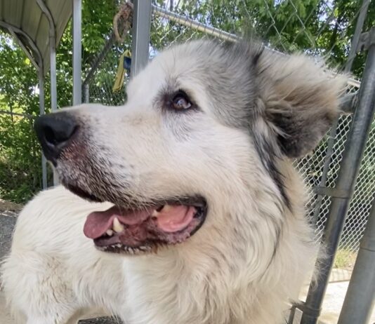 Pet of the Week: Everybody needs an Uncle Phil