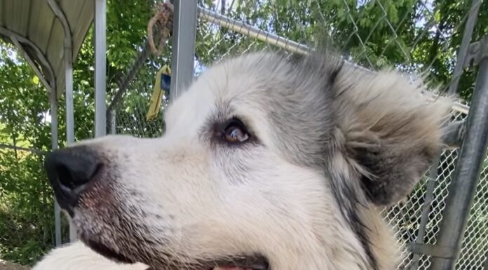 Pet of the Week: Everybody needs an Uncle Phil