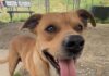 Pet of the Week: Oliver ready to dance his way into your heart