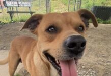 Pet of the Week: Oliver ready to dance his way into your heartÂ