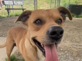 Pet of the Week: Oliver ready to dance his way into your heart