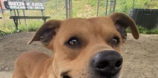 Pet of the Week: Oliver ready to dance his way into your heartÂ