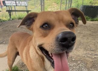 Pet of the Week: Oliver ready to dance his way into your heart