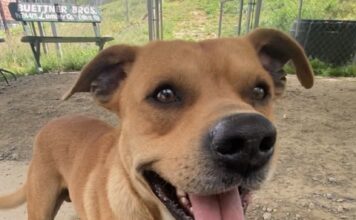 Pet of the Week: Oliver ready to dance his way into your heartÂ