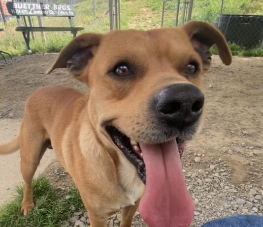 Pet of the Week: Oliver ready to dance his way into your heart