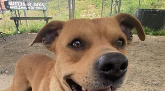 Pet of the Week: Oliver ready to dance his way into your heart