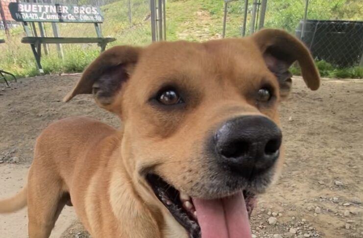 Pet of the Week: Oliver ready to dance his way into your heart