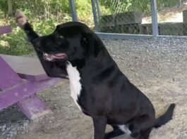 Pet of the Week: Franny will find her way into your heart