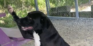 Pet of the Week: Franny will find her way into your heartÂ