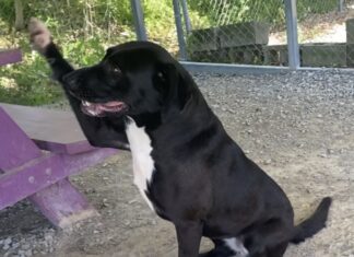 Pet of the Week: Franny will find her way into your heart