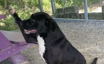 Pet of the Week: Franny will find her way into your heartÂ