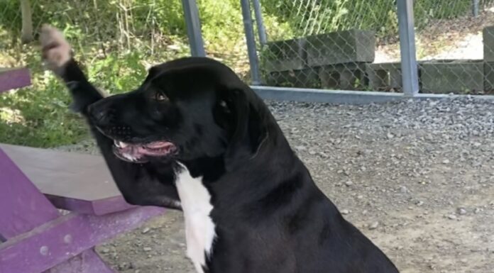 Pet of the Week: Franny will find her way into your heart