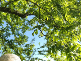 Know the difference between heat exhaustion and heat stroke