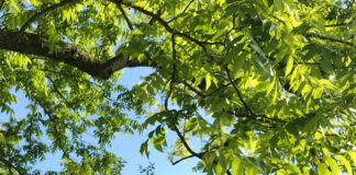 Know the difference between heat exhaustion and heat stroke