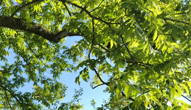 Know the difference between heat exhaustion and heat stroke