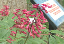 Kids invited to Wildflower Walk April 11