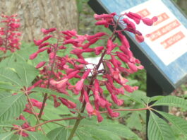 Kids invited to Wildflower Walk April 11