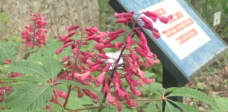 Kids invited to Wildflower Walk April 11Â