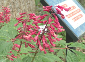 Kids invited to Wildflower Walk April 11