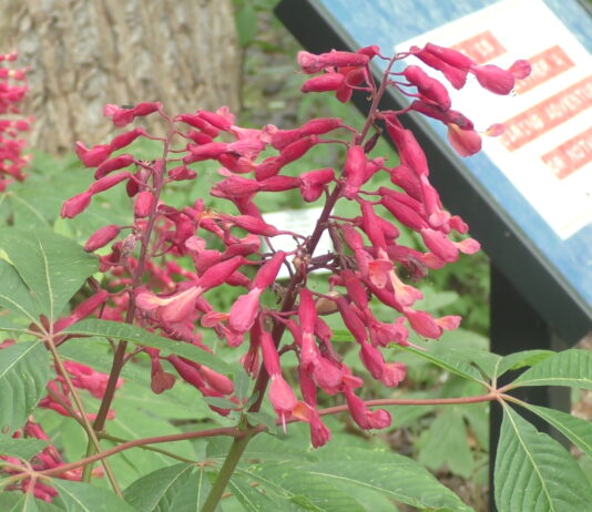 Kids invited to Wildflower Walk April 11