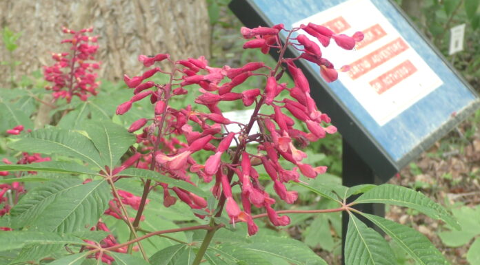 Kids invited to Wildflower Walk April 11