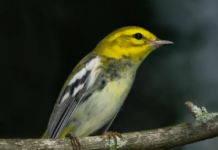 Alabama Audubon free bird-watching events