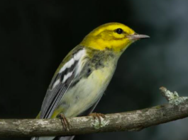 Alabama Audubon free bird-watching events