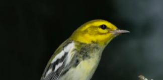 Alabama Audubon free bird-watching events
