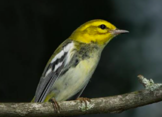 Alabama Audubon free bird-watching events