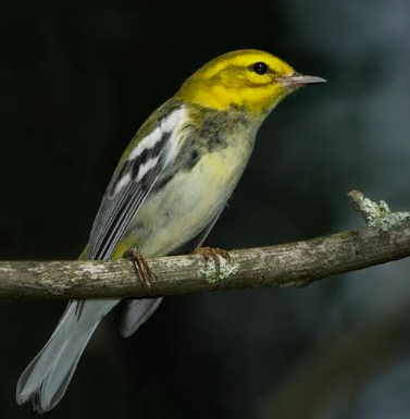 Alabama Audubon free bird-watching events