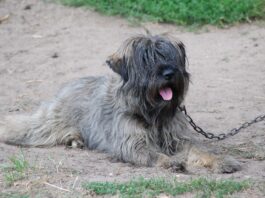 Beau’s Law sets new standards for dog care ahead of October implementation