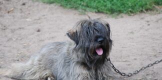 Beau’s Law sets new standards for dog care ahead of October implementation