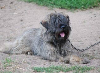 Beau’s Law sets new standards for dog care ahead of October implementation