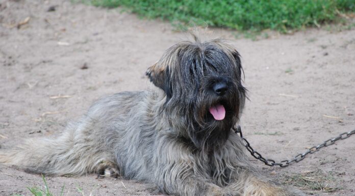 Beau’s Law sets new standards for dog care ahead of October implementation