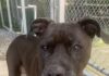 Pet of the Week: Ms. JoanneÂ