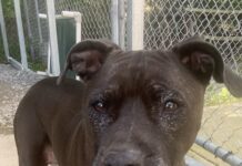 Pet of the Week: Ms. Joanne
