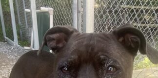 Pet of the Week: Ms. JoanneÂ