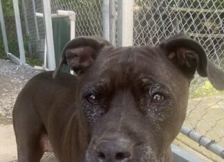 Pet of the Week: Ms. Joanne