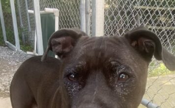 Pet of the Week: Ms. JoanneÂ