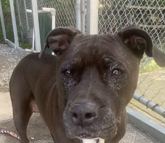 Pet of the Week: Ms. Joanne