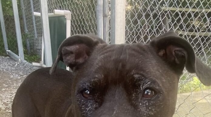 Pet of the Week: Ms. Joanne