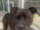 Pet of the Week: Ms. Joanne