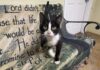 Pet of the Week: Joyful Agnus