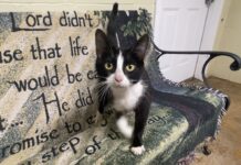 Pet of the Week: Joyful Agnus
