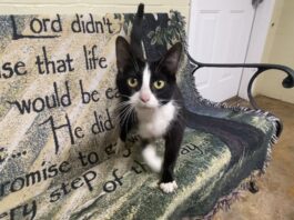 Pet of the Week: Joyful Agnus